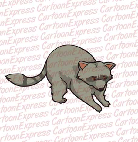 raccoon